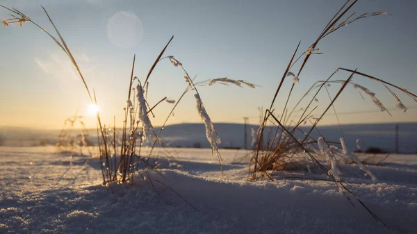 Tramonto invernale in campo aperto. L'erba è coperta di neve. — Foto Stock