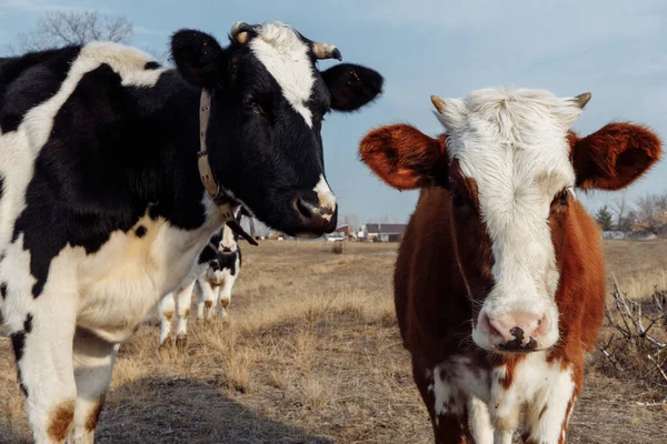 Dos vacas domésticas miran en el marco. Una vaca es blanca y negra. —  Fotos de Stock