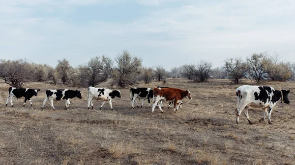 Küçük bir yetişkin inek sürüsü yeşil çimen aramak için kuru bir tarlada yürüyor..
