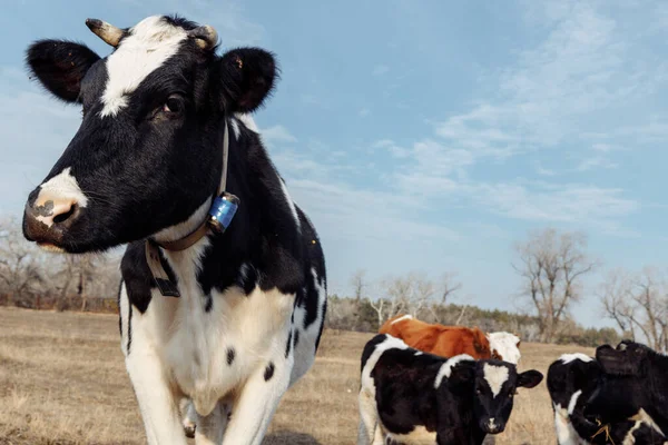 Una vaca blanco-negra con collares en el cuello mira dentro del marco. —  Fotos de Stock