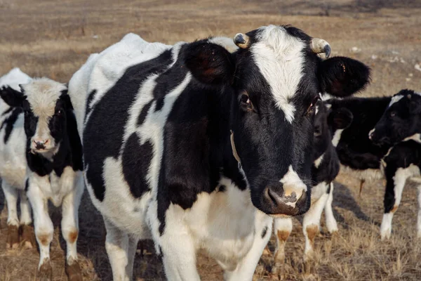 Manada de vacas blancas y negras en el campo de otoño. Las vacas están en una cuña —  Fotos de Stock