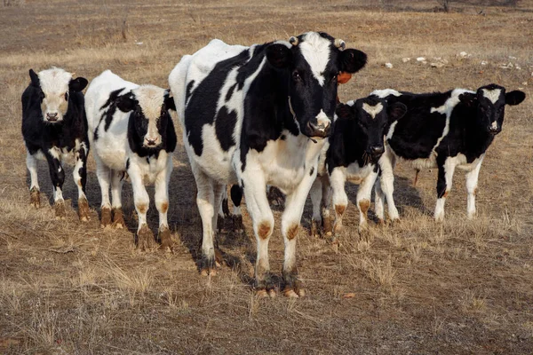 Cinco vacas blancas y negras de una manada están en cuñas. —  Fotos de Stock