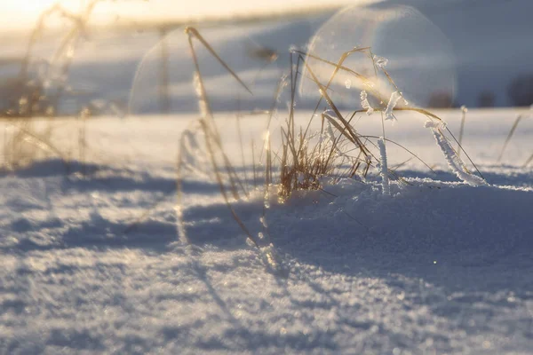 Hierba seca del año pasado empuja a través de la nieve. —  Fotos de Stock