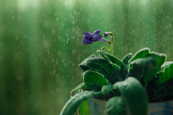 Il fiore viola della pianta della casa streptocarpus — Foto Stock