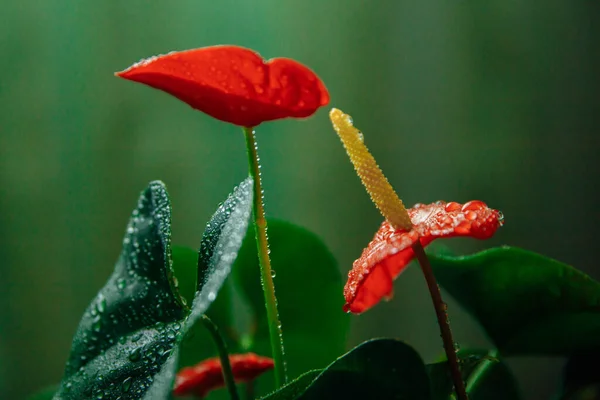 Fiori rossi incendiari di una pianta d'appartamento Anthurium in gocce d'acqua. — Foto Stock