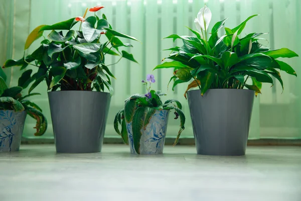 Indoor flowers are on the floor in plastic pots. — Stock Photo, Image