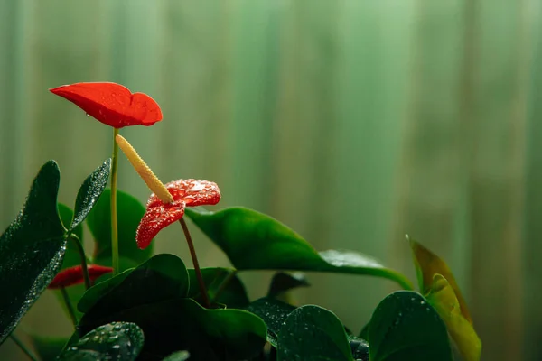 Fiore di Anthurium dopo annaffiatura intensiva. Lo sfondo è naturale e verde. — Foto Stock