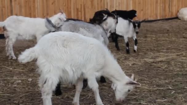 Cabras jóvenes caminan en el paddock buscando comida. — Vídeos de Stock