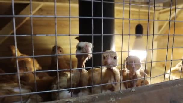 Curious chickens look through the grate. The breed of chicks is bare neck. — Stock Video