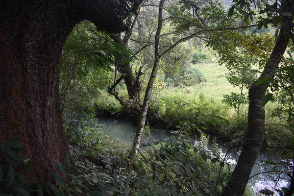 Río Sombrío Paisaje Bosque Tropical — Foto de Stock
