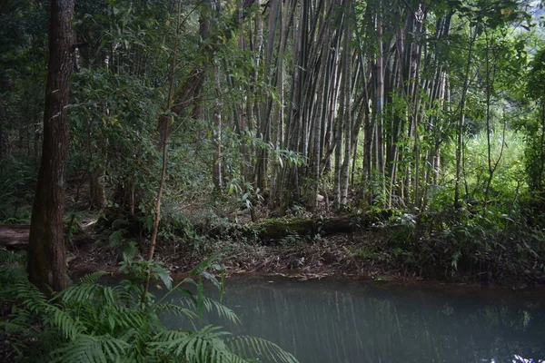 Río Sombrío Paisaje Bosque Tropical —  Fotos de Stock