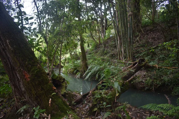 Río Sombrío Paisaje Bosque Tropical —  Fotos de Stock