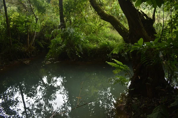 Düstere Fluss Und Tropenwaldlandschaft — Stockfoto