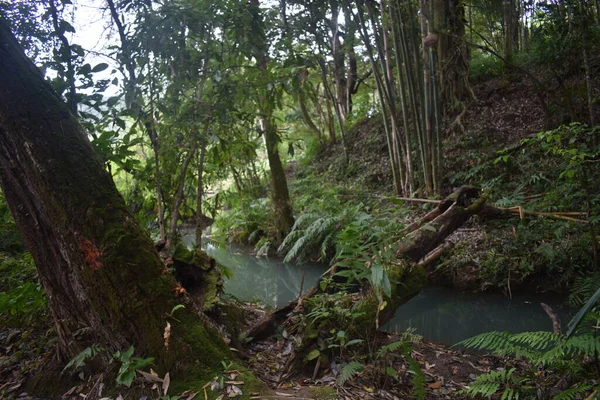 Río Sombrío Paisaje Bosque Tropical —  Fotos de Stock