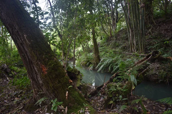 Düstere Fluss Und Tropenwaldlandschaft — Stockfoto