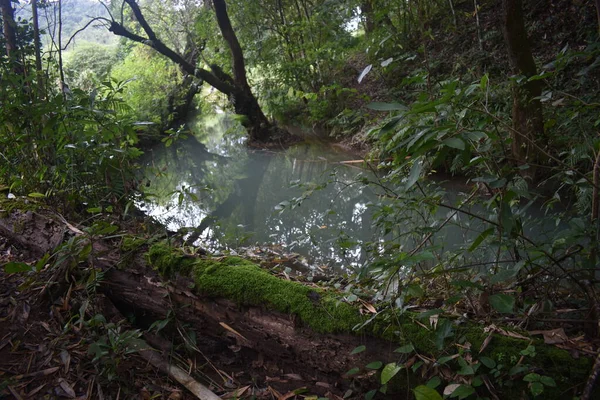 Rio Sombrio Paisagem Floresta Tropical — Fotografia de Stock