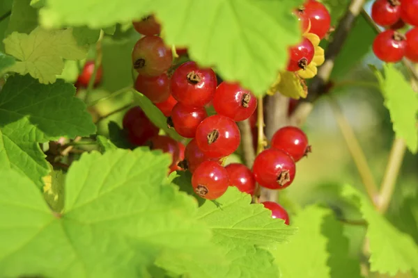 Close-up of red currants in the garden on a bush soft focus — Stock Photo, Image