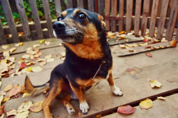 Grappige foto van een hond met een grappige verbaasde of bange gezichtsuitdrukking, close-up selectieve focus Stockfoto