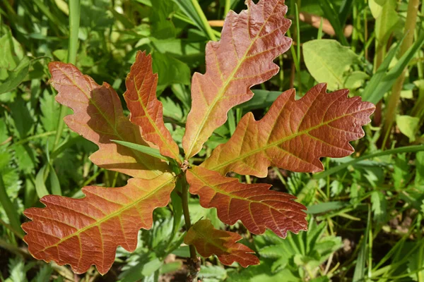 Küçük meşe ağacı toprağa dikildi. Yan ışıkla aydınlatılmış fidan ya da bitkiler. Koyu arkaplan ve yeşil çimenli meşe yaprakları.