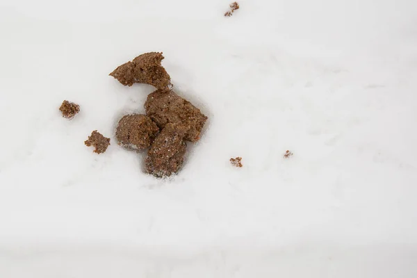Grande mucchio di escrementi di cane congelati sdraiato sulla neve in inverno — Foto Stock