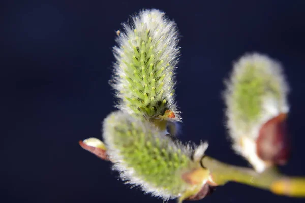 Weidenzweig Frühling Zeit Hintergrund Frühlingshintergrund Abstrakt Verschwommener Dunkler Hintergrund Weicher — Stockfoto