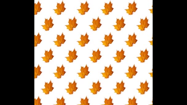 Stop Motion Herbstmotiv Blätter Rücken Näher Und Werden Vor Hellem — Stockvideo