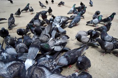 Asfalttan tohum yiyen ve kanat çırpan büyük bir grup güvercin..