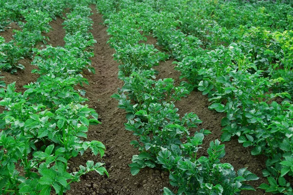 Rijen van jonge aardappelplanten in het veld selectieve focus. Concept van het telen van een landbouwgewas is aardappelen Rechtenvrije Stockfoto's