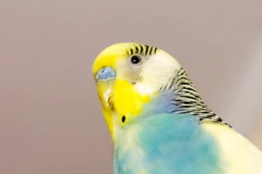 Gri arkaplanda sarı-yeşil bir muhabbet kuşu.