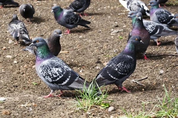 Grote groep duiven die zaden uit de grond eten en twee duiven close-up — Stockfoto