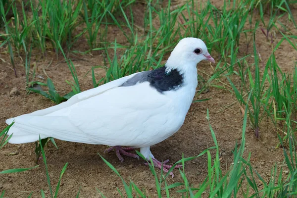Zwart-witte duif zit op de grond in het zomerpark — Stockfoto