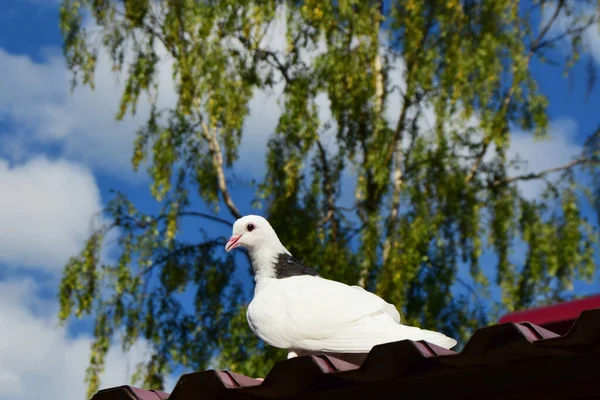 Zwart-wit duif zit op het dak tegen de rug gedefocuste blauwe lucht achtergrond met witte wolken en groene boom — Stockfoto