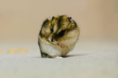 Küçük cüce hamster, bej arka planda bebek yıkama, yakın çekim bir fotoğraf stüdyosunda fotoğraf çekimi.