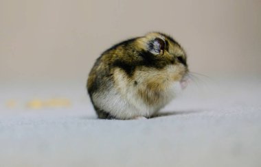 Küçük cüce hamster, çok tatlı pofuduk bir yavru, bej arka planda, bir fotoğraf stüdyosunda fotoğraf çekiliyor.