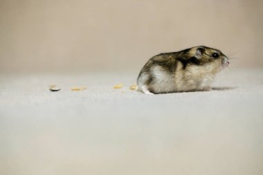 Bej arka planda küçük cüce hamster, fotoğraf stüdyosunda fotoğraf.