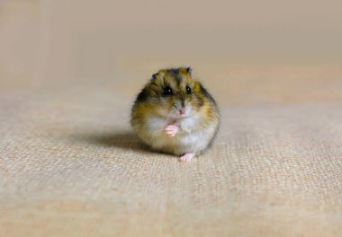 Bir fotoğraf stüdyosunda çekilen bej arka plandaki sevimli pofuduk hamster.