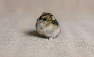 Bir fotoğraf stüdyosunda çekilen bej arka plandaki sevimli pofuduk hamster.