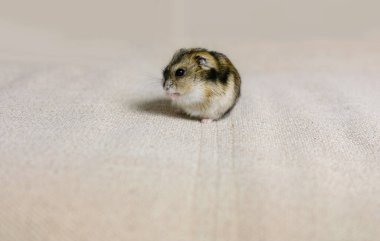 Bir fotoğraf stüdyosunda çekilen bej arka plandaki sevimli pofuduk hamster.