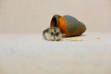 Küçük cüce hamster, bej arka planda tahıl yiyor, evinin yanında, bir fotoğraf stüdyosunda fotoğraf çekiliyor.