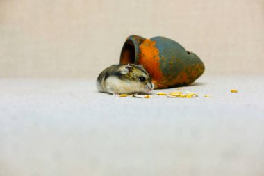 Küçük cüce hamster, bej arka planda tahıl yiyor, evinin yanında, bir fotoğraf stüdyosunda fotoğraf çekiliyor.