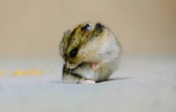 Hamster Pitic Mic Foarte Drăguț Pufos Pui Spală Fundal Bej — Fotografie, imagine de stoc