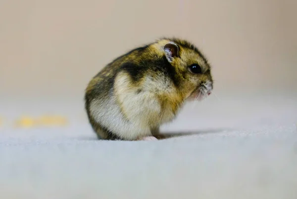 Een Kleine Dwerghamster Een Welp Die Rustig Nieuwsgierig Toekijkt Wat — Stockfoto