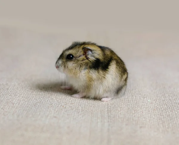 Bonito Hamster Fofo Uma Foto Fundo Bege Tirada Uma Foto — Fotografia de Stock