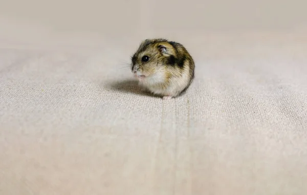 Bir Fotoğraf Stüdyosunda Çekilen Bej Arka Plandaki Sevimli Pofuduk Hamster — Stok fotoğraf