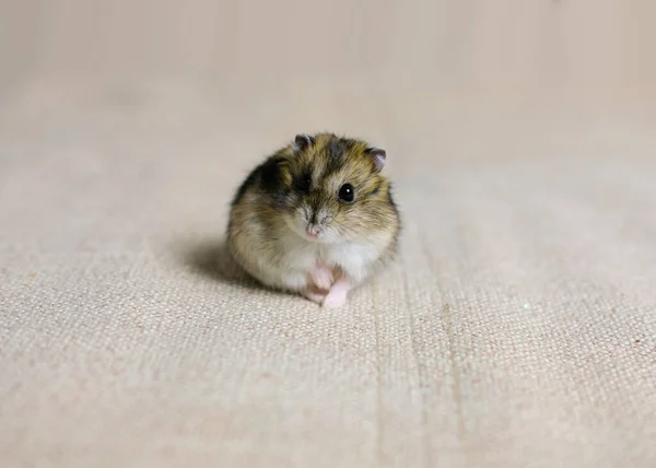 Söt Fluffig Hamster Beige Bakgrund Foto Taget Ett Foto Studio — Stockfoto