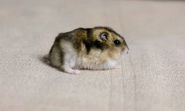 Bir Fotoğraf Stüdyosunda Çekilen Bej Arka Plandaki Sevimli Pofuduk Hamster — Stok fotoğraf