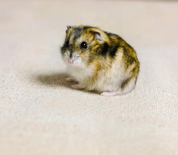 Schattig Pluizig Hamster Een Beige Achtergrond Foto Genomen Een Foto — Stockfoto