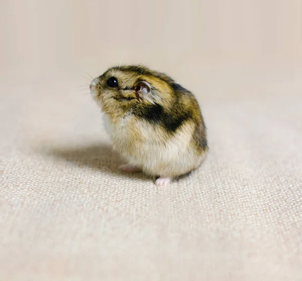 Bonito Hamster Fofo Uma Foto Fundo Bege Tirada Uma Foto — Fotografia de Stock