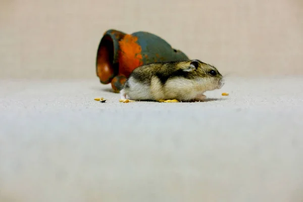 Küçük Cüce Hamster Tüylü Yavru Bej Arka Planda Evinin Yanında — Stok fotoğraf