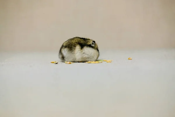 Küçük Cüce Hamster Tüylü Yavru Bej Bir Arka Planda Evinin — Stok fotoğraf